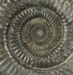 Dactylioceras Ammonite Fossil - England #100475-1
